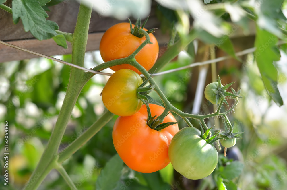 Bunch of orange tomatoes of varying ripeness growing in a greenhouse. Organic gardening concept. Bunch of orange tomatoes of varying ripeness growing in a greenhouse. Organic gardening concept.