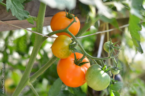 Bunch of orange tomatoes of varying ripeness growing in a greenhouse. Organic gardening concept.