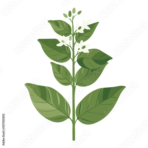 Flat vector basil flower, isolated on a white background.

