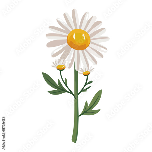 Flat vector chamomile flower, isolated on a white background.

