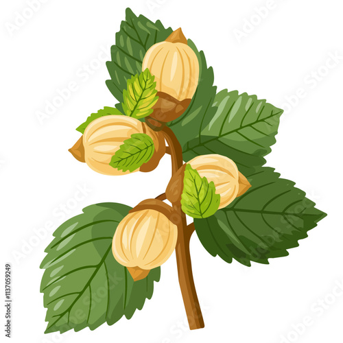 Flat vector hazelnut tree, isolated on a white background.

