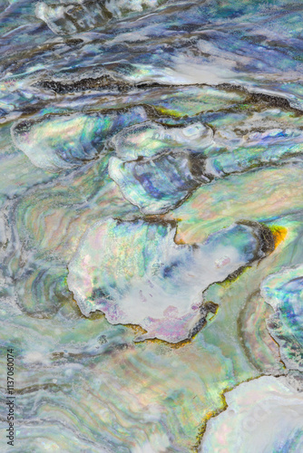 Close-Up of Iridescent Mexican Abalone Shell Surface