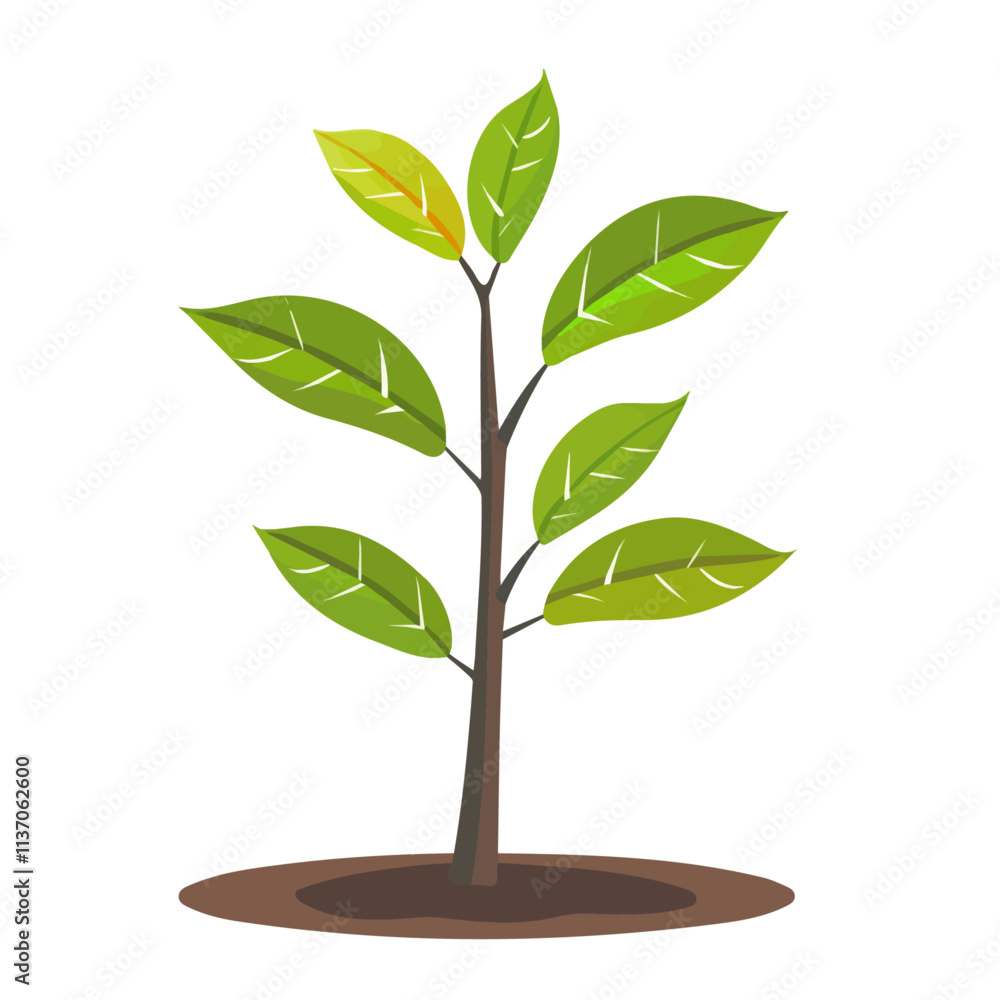 Flat vector mango sapling, minimalist design, isolated on a white background.
Flat vector mango sapling, minimalist design, isolated on a white background.
