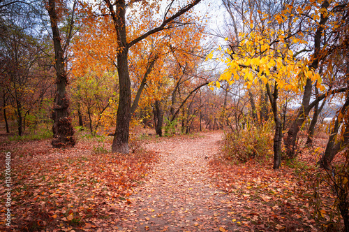 A tranquil autumn pathway covered in fallen leaves winds through a vibrant forest of golden and orange trees in Kyiv. The soft hues of fall create a serene and picturesque scene.