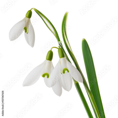 Flying White Snowdrops Isolated on Transparent Background Cutout