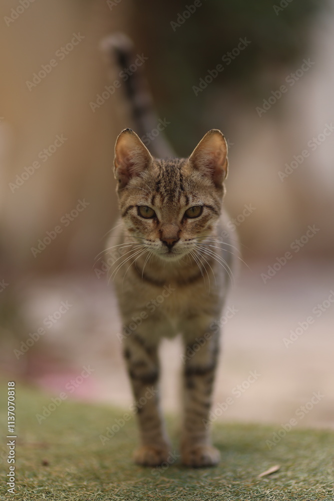 Portrait of a Cat Looking Directly at the Camera Portrait of a Cat Looking Directly at the Camera