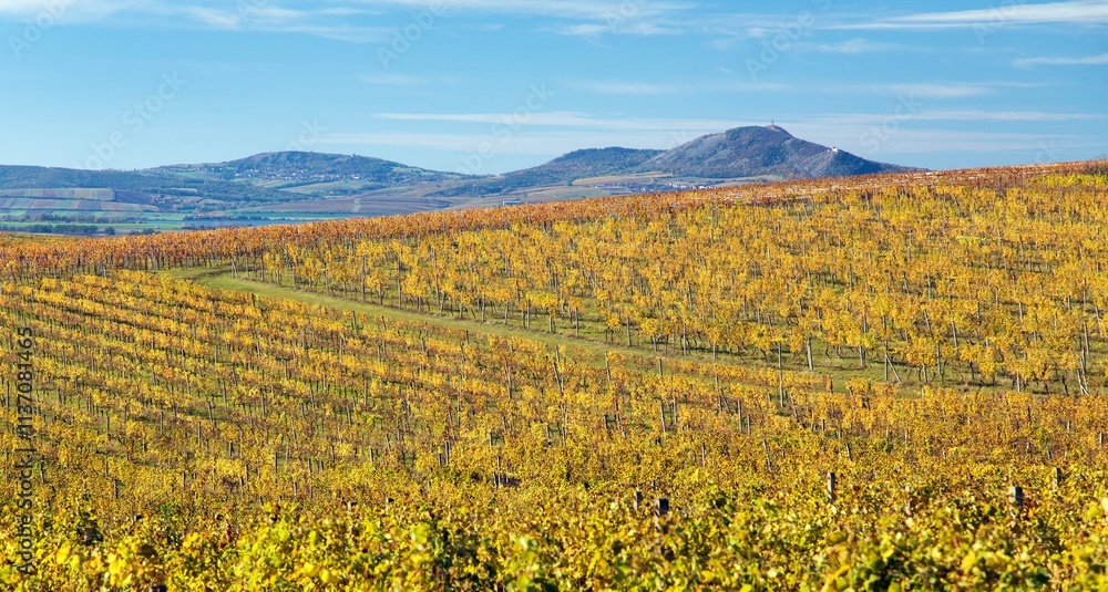 Fototapeta premium vineyard, autumn in the vineyards and Pavlov hils