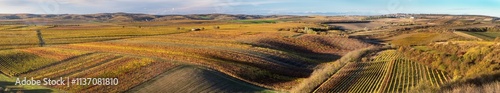 vineyard, autumn in the vineyard, yellow coloured vine photo