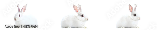 Collection of three white rabbits in portrait and sitting views, isolated on a white background perfect for pet and wildlife themes.