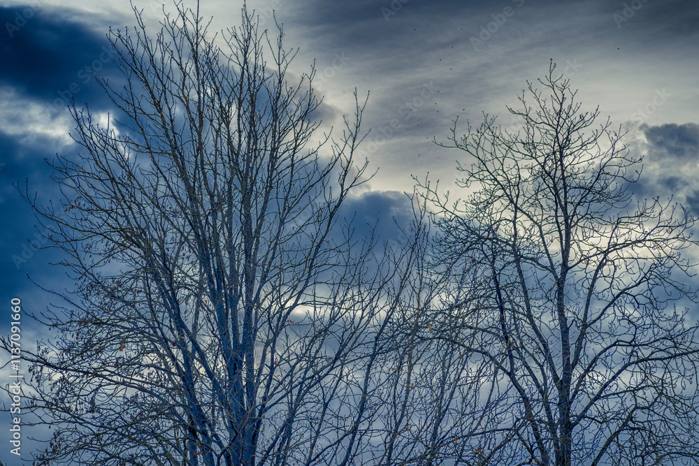 Skeleton of a tree on a pale sky Skeleton of a tree on a pale sky