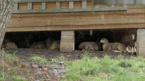 Sheep hiding under a wooden cabin for shelter during rainy weather in nature