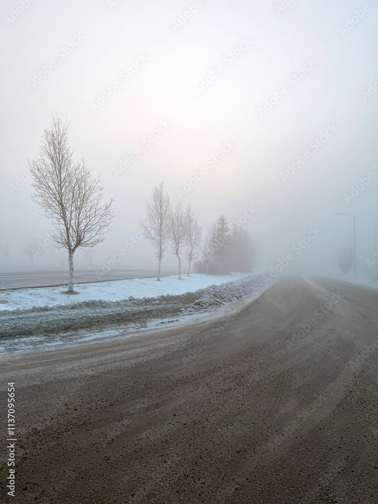 Tree lined road as seen on foggy day in winter Tree lined road as seen on foggy day in winter