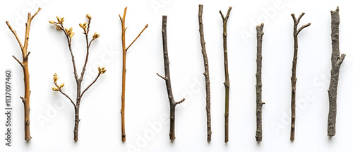 Array of Various Bare Tree Twigs Isolated on White Background photo