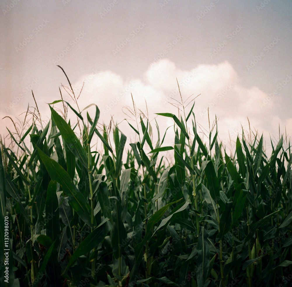Fototapeta premium Corn and clouds