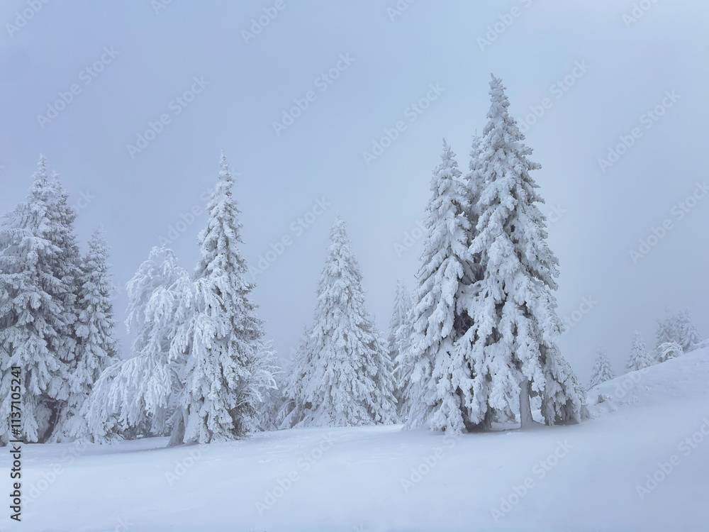snow covered pine forest. winter landscape. winter atmosphere. winter background. abstract. aesthetic. atmospheric. nature. minimalism snow covered pine forest. winter landscape. winter atmosphere. winter background. abstract. aesthetic. atmospheric. nature. minimalism