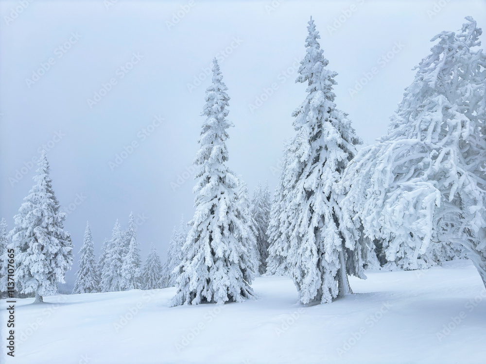 Fototapeta premium snow covered pine forest. winter landscape. winter atmosphere. winter background. abstract. aesthetic. atmospheric. nature. minimalism 