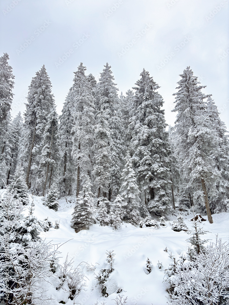 snow covered pine forest. winter landscape. winter atmosphere. winter background. abstract. aesthetic. atmospheric. nature. minimalism snow covered pine forest. winter landscape. winter atmosphere. winter background. abstract. aesthetic. atmospheric. nature. minimalism