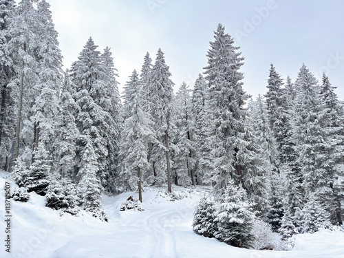 snow covered pine forest. winter landscape. winter atmosphere. winter background. abstract. aesthetic. atmospheric. nature. minimalism 