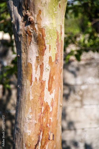 trunk of a tree in Rio de Janeiro.