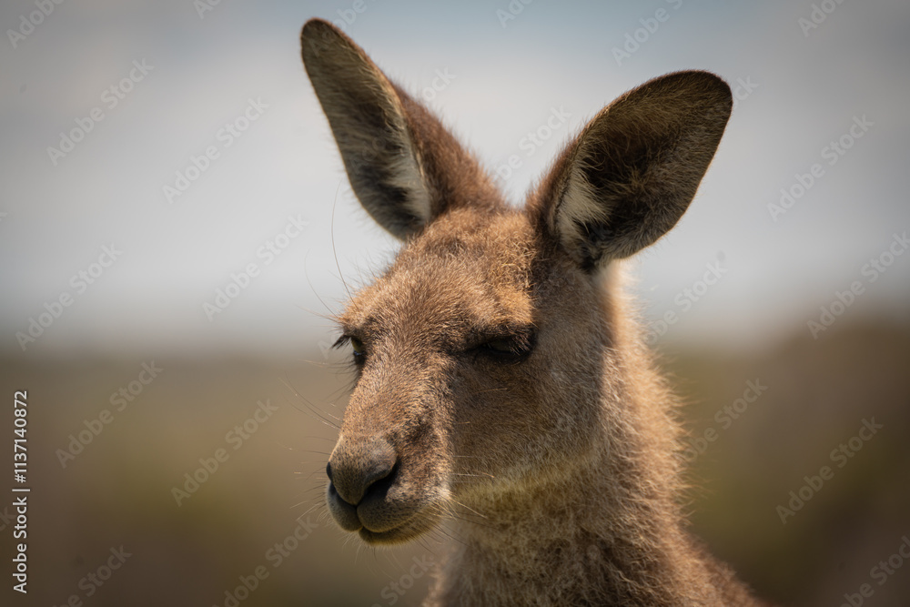 Kangaroo photo session Kangaroo photo session