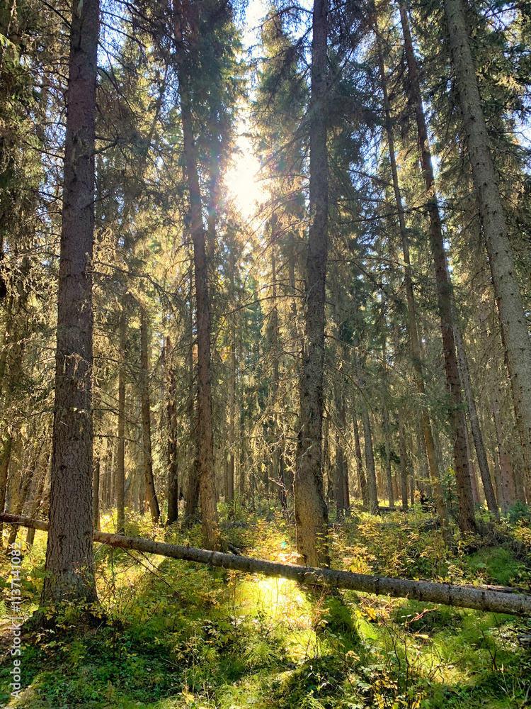 Fototapeta premium Sunlight Streaming Through Forest in Banff National Park