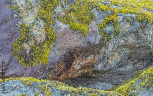 Lichens And Moss Covering  A Rocky Area photo