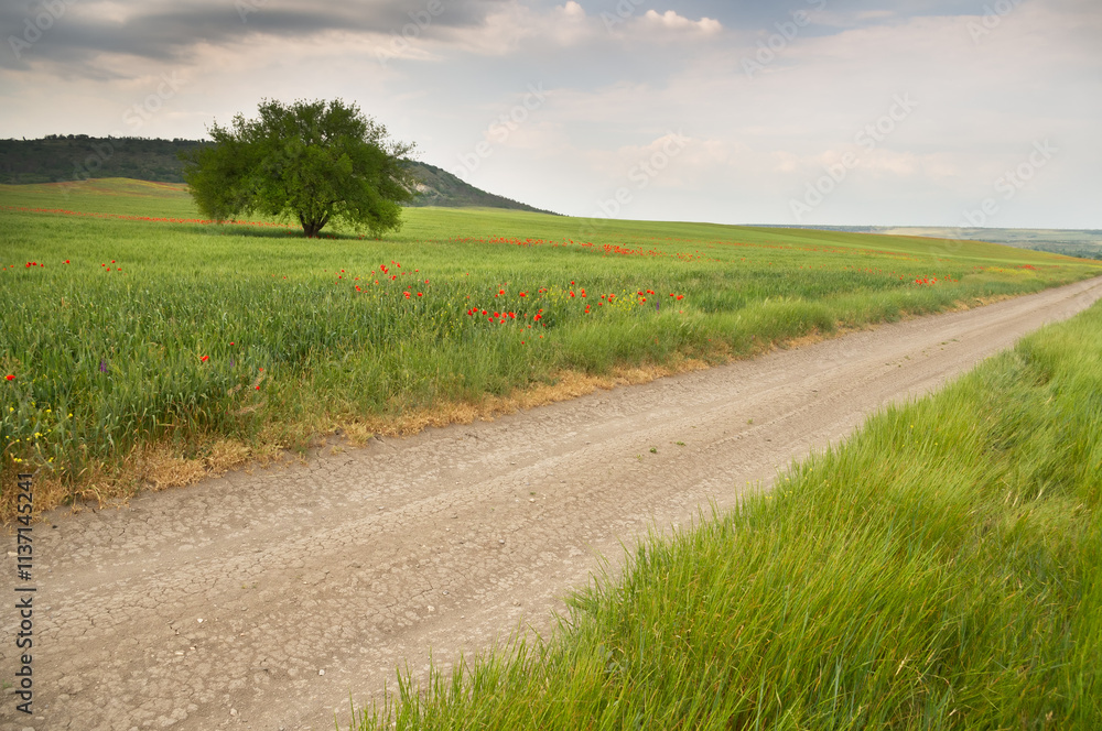 A dirt road running through a green summer pasture in the mountains. A dirt road running through a green summer pasture in the mountains.