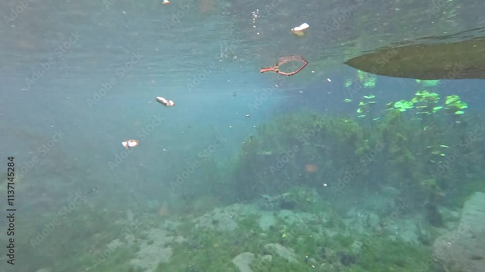 Underwater Exploration in Clear Canal Underwater Exploration in Clear Canal