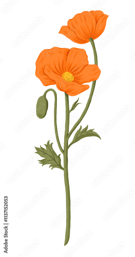 Naklejka premium Orange poppy png flower sticker, transparent background