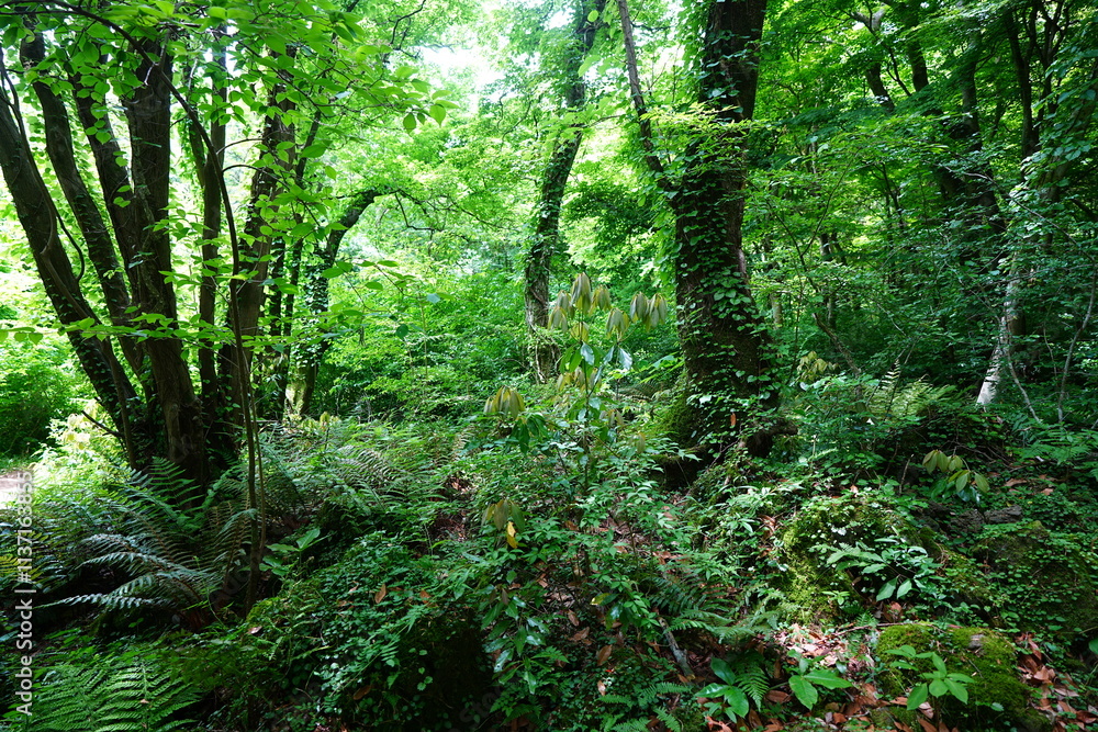 Fototapeta premium wild spring forest in the gleaming sunlight