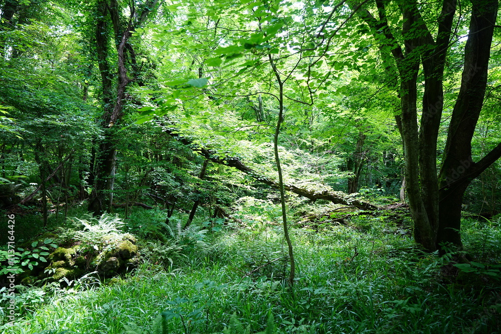Fototapeta premium wild spring forest in the gleaming sunlight