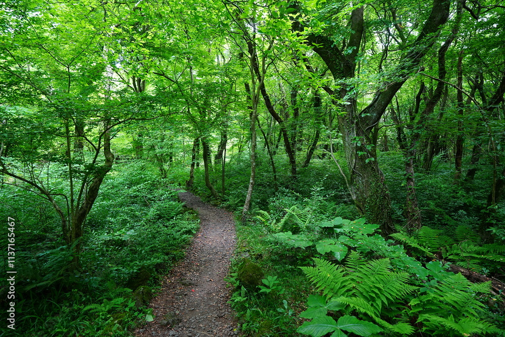 fine spring path and mossy old trees fine spring path and mossy old trees