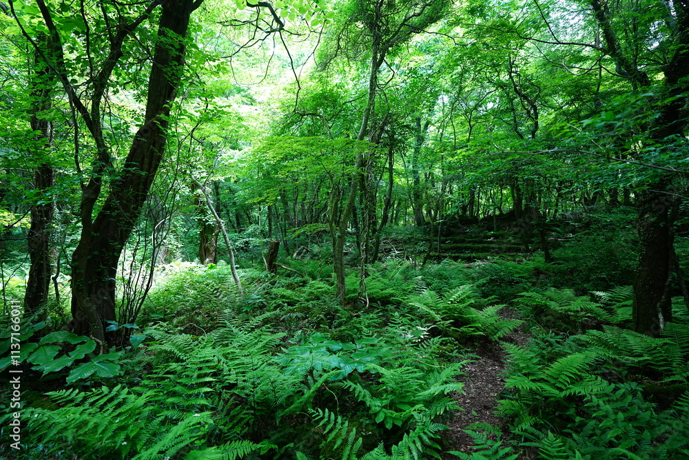 Fototapeta premium wild spring forest in the gleaming sunlight