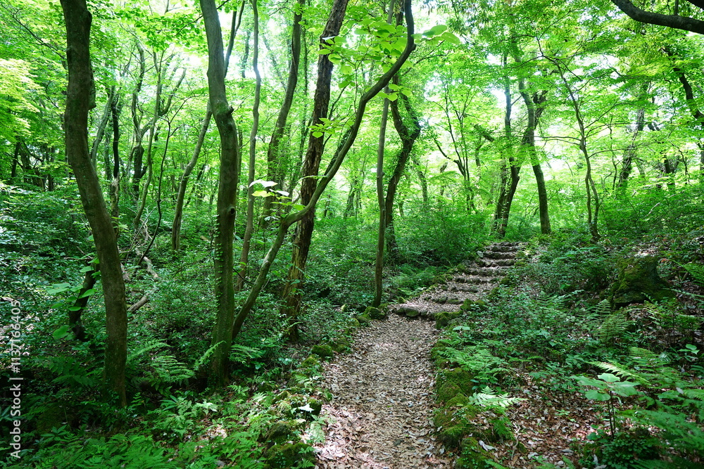 Fototapeta premium refreshing spring forest and fine path 