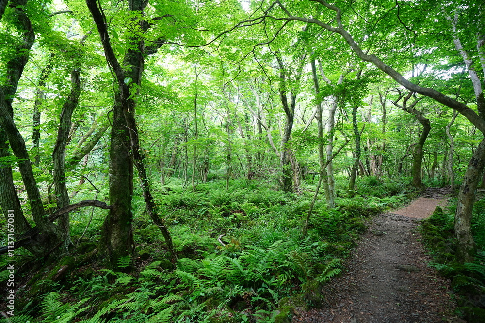 refreshing spring forest and fine path refreshing spring forest and fine path
