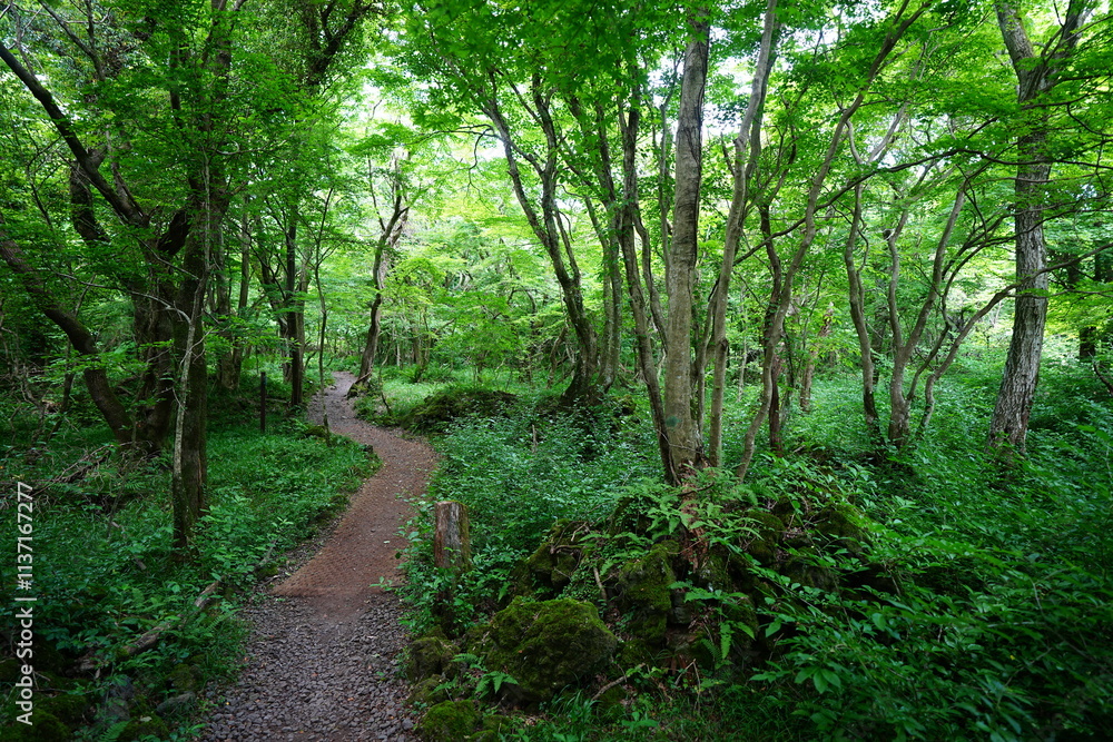 Obraz premium fine spring path to the light