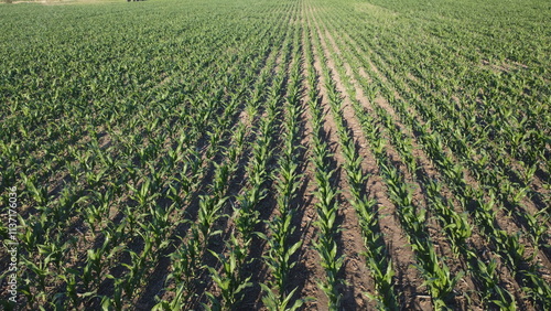 Field of corn plants