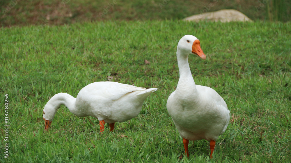Swan (Cygnini, Goose; swan; ). Geese on a green meadow in a farm