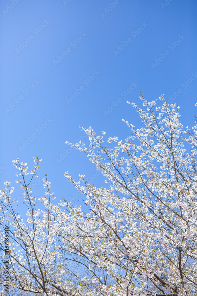 白い大島桜