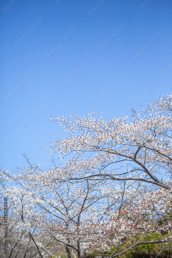 白い大島桜