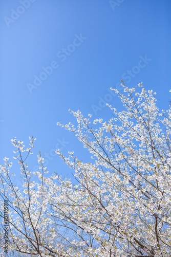 Obraz na płótnie 白い大島桜 w salonie