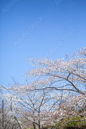 Obraz na płótnie 白い大島桜 w salonie