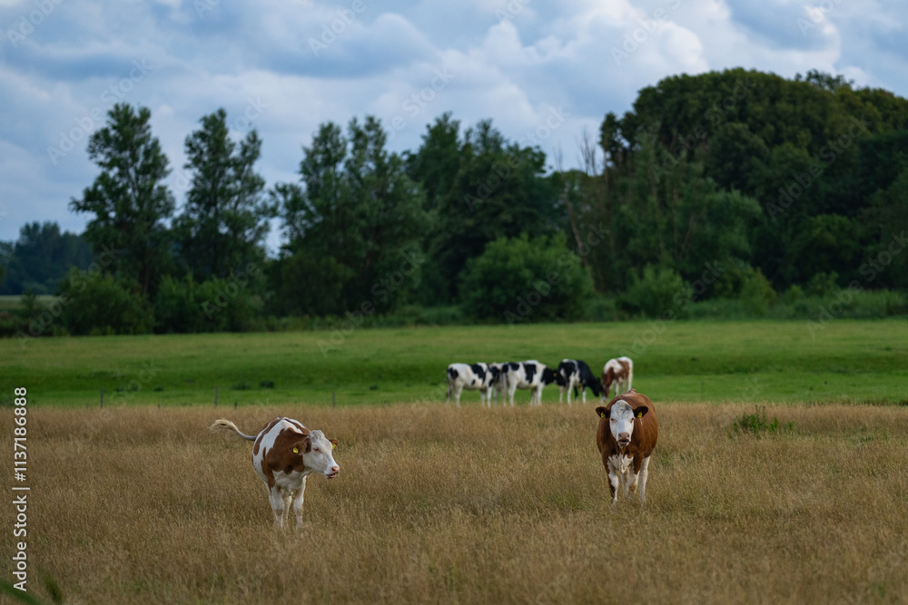 Cow in alpine meadow. Beefmaster cattle in green field. Cow in meadow. Pasture for cattle. Cow in the countryside. Cows graze on summer meadow. Rural landscapes with cows. Cows in a pasture. Cow in alpine meadow. Beefmaster cattle in green field. Cow in meadow. Pasture for cattle. Cow in the countryside. Cows graze on summer meadow. Rural landscapes with cows. Cows in a pasture.