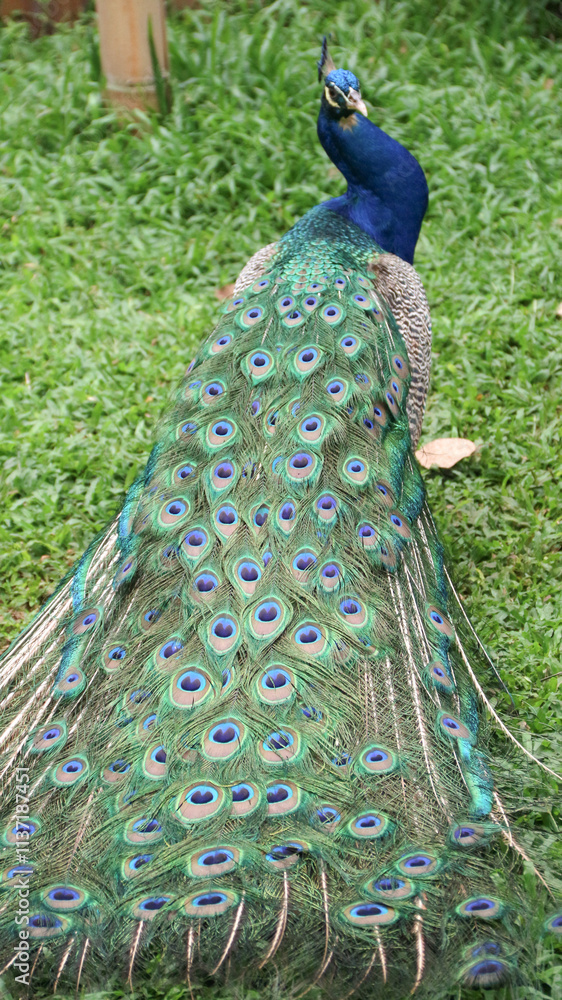 Obraz premium The Indian peafowl (Pavo cristatus) blue peafowl, peach pied peafowl.