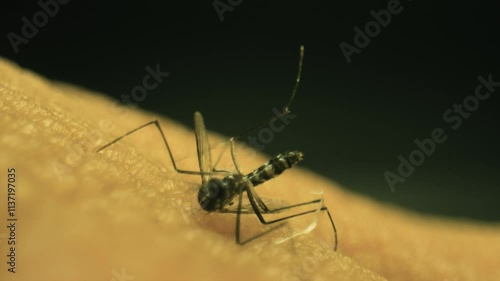 Wallpaper Mural Partially dead Dengue mosquito on a skin (Aedes aegypti, yellow fever mosquito). The mosquito revives and flies away Torontodigital.ca