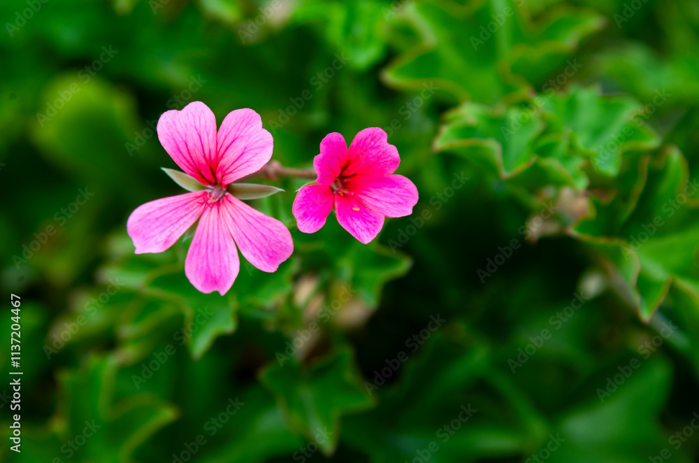 pink flower in the garden pink flower in the garden