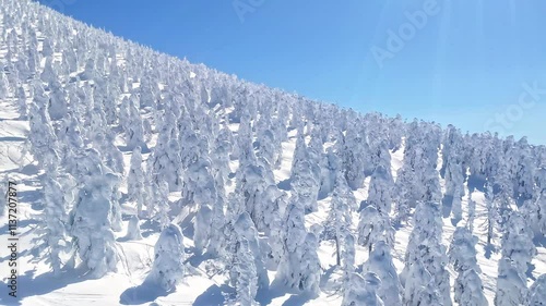 Forest of ice monsters viewed from a cable car (Zao, Yamagata, Japan) photo