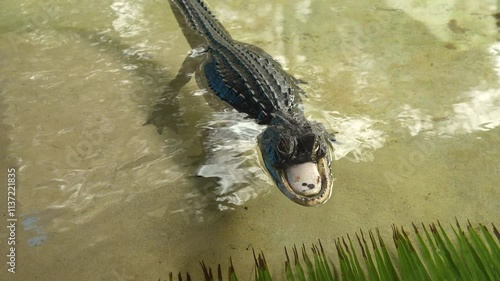 Famous Jawless Alligator Jawlene Resting on Rock with Sharp Teeth in Murky Green Pond in US Florida photo