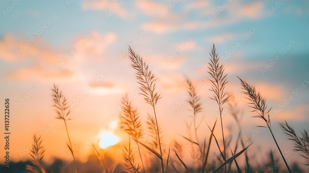 Golden Sunset Grass Silhouettes Nature Scene Golden Sunset Grass Silhouettes Nature Scene