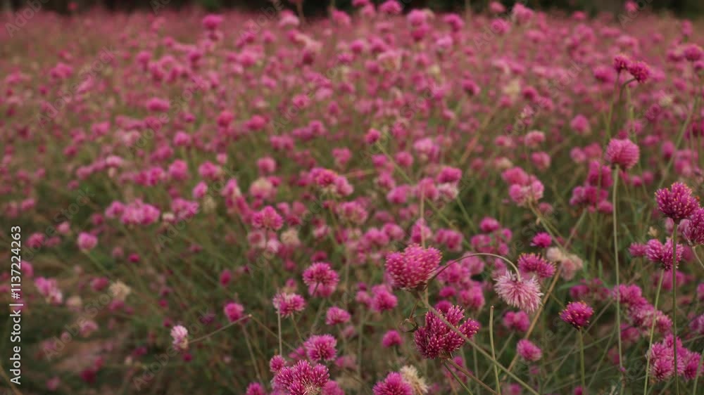 field of flowers field of flowers